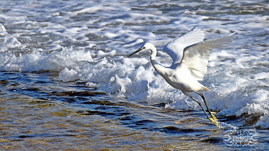 Egretta garzetta