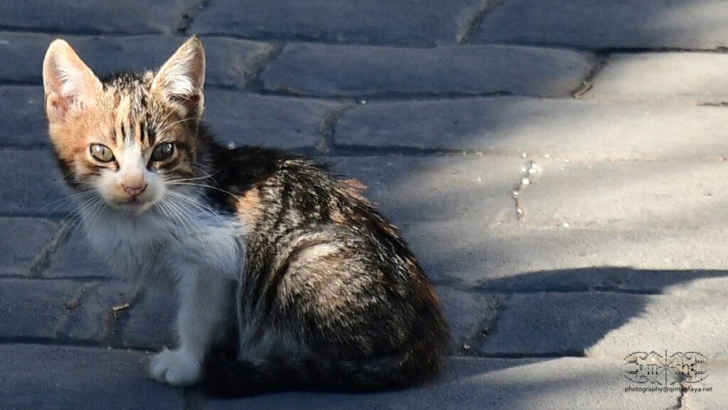 kitten in Arenas (Andalucia)