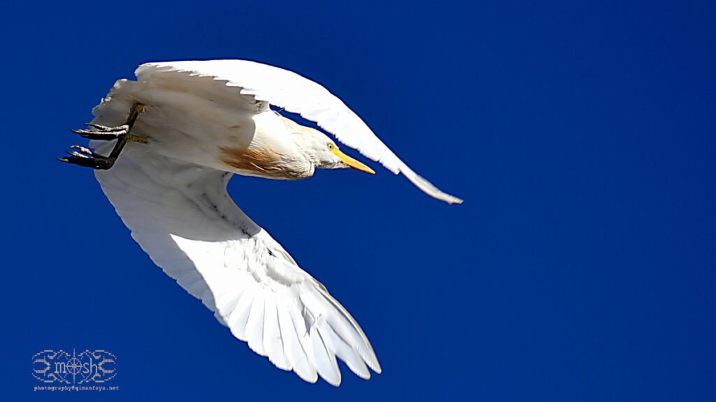 Bubulcus Ibis